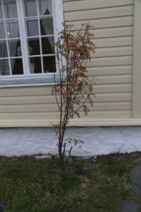 vardo-vardohus-festning33