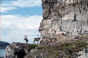 Måsøy001-0018 fjell med rein