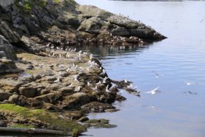 Hasvik Breivikbotn 51