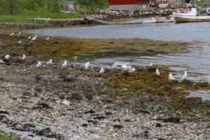 Loppa - Sør Tverrfjord12