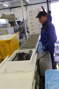 ma%cc%8asoy-fiskeri02