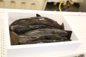 ma%cc%8asoy-fiskeri04