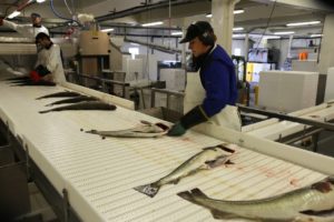 ma%cc%8asoy-fiskeri05