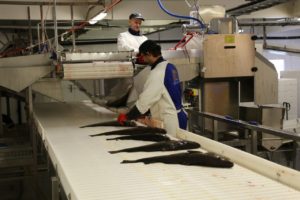 ma%cc%8asoy-fiskeri06