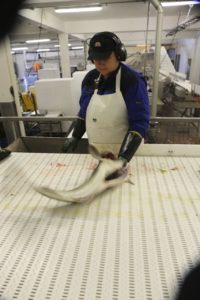 ma%cc%8asoy-fiskeri11