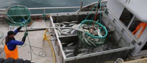 Måsøy fiskerikommune 11