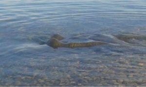 ma%cc%8asoy-havfrua-pa%cc%8a-rolvsoy1