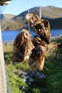 ma%cc%8asoy-tufjord-21