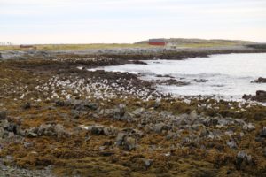 ba%cc%8atsfjord-hamningberg-0015